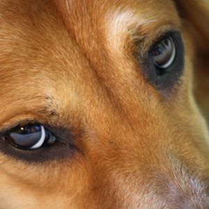 Meet your Posher, Tara constantinetis